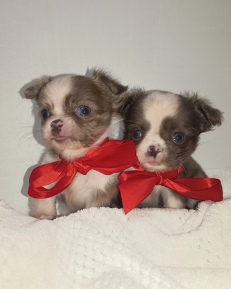 Cuccioli di chihuahua con pedigree
