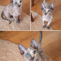 Gattina Sphynx Velour