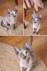 Gattina Sphynx Velour