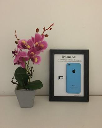 iPhone 5C Blue A1507 Disassemblato e Incorniciato