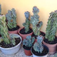 piante grasse (roccia)