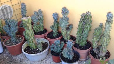 piante grasse (roccia)