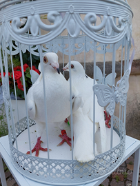 Colombe bianche per eventi/matrimoni
