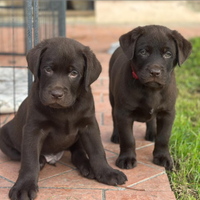 Labrador choccolat cuccioli