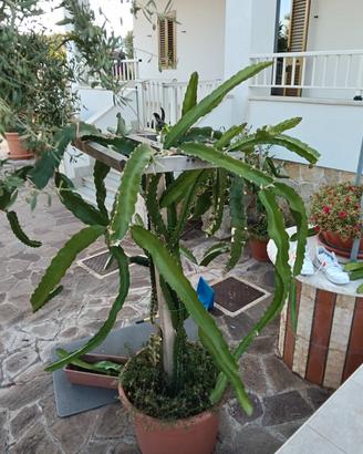 talee frutto del drago (pitaya)