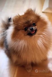 Femmina Spitz di Pomerania pedigree Enci