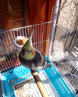Pappagallo