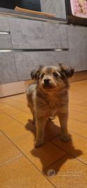 Pomerania spitz volpino