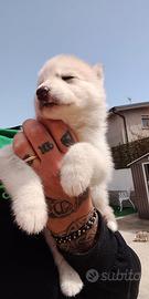 Siberian Husky