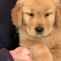 Golden Retriever Linea Americana