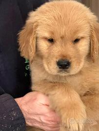 Golden Retriever Linea Americana