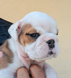 cuccioli di bulldog inglese 