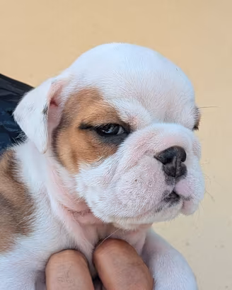 cuccioli di bulldog inglese 