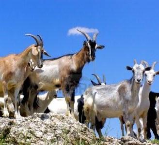 FORMAGGIO E RICOTTA DI LATTE DI CAPRA