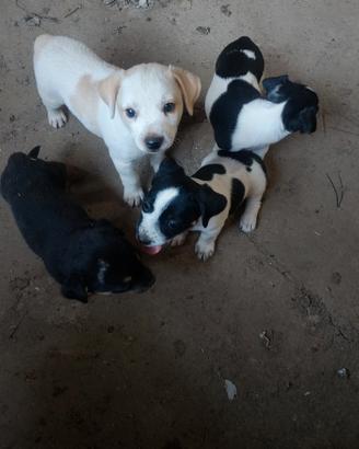 Cuccioli meticci