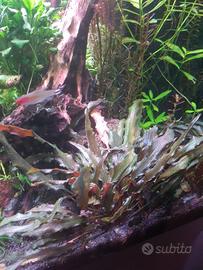 Cryptocoryne beckettii 'Viridifolia'