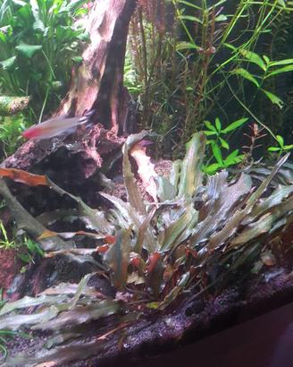 Cryptocoryne beckettii 'Viridifolia'