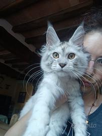CUCCIOLI MAINE COON con Pedigree