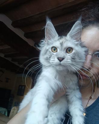 CUCCIOLI MAINE COON con Pedigree