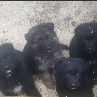 Cuccioli di pastore tedesco a pelo lungo