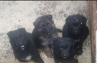 Cuccioli di pastore tedesco a pelo lungo