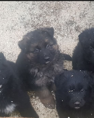 Cuccioli di pastore tedesco a pelo lungo