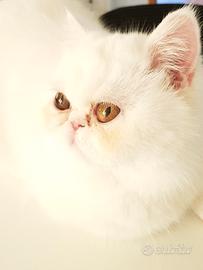 Sushi Exotic Shortair Età 9 anni
