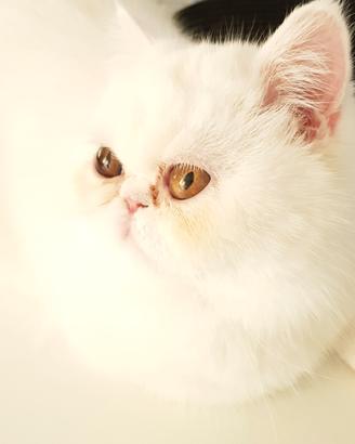 Sushi Exotic Shortair Età 9 anni
