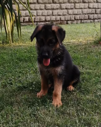 Cucciolo di pastore tedesco