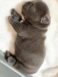 Bulldog francese BLUE