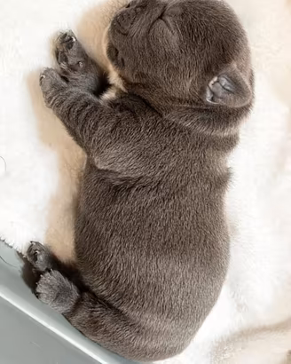 Bulldog francese BLUE