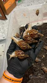 Lissachatina reticulata albino body