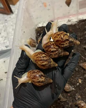 Lissachatina reticulata albino body