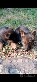 cuccioli figli di pastore tedesco nero focato 
