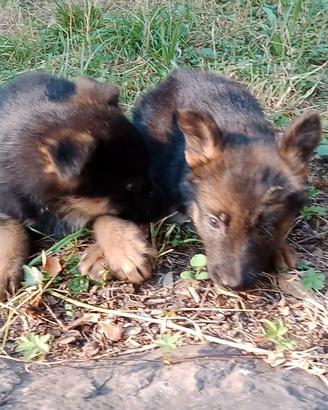 cuccioli figli di pastore tedesco nero focato 