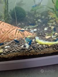 Neocaridina blu