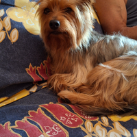 Yorkscire per accoppiamento