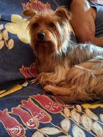 Yorkscire per accoppiamento