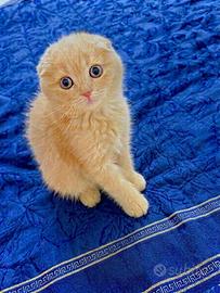 Scottish fold