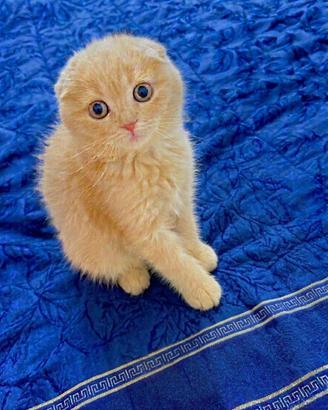 Scottish fold