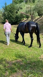 Cavallo salto ostacoli