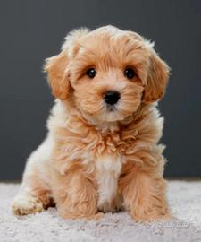 Cuccioli maltipoo a torino
