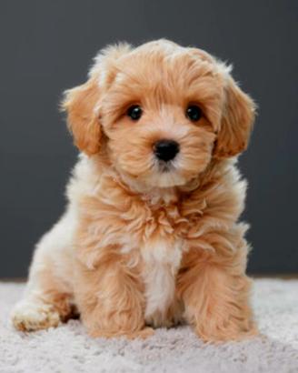 Cuccioli maltipoo a torino