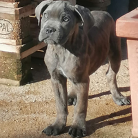 Cuccioli di Cane Corso