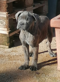 Cuccioli di Cane Corso