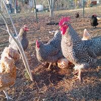 Giovani Galline Amrock