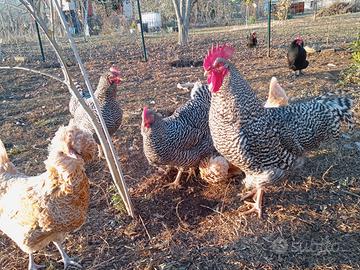 Giovani Galline Amrock