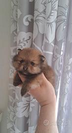 Cuccioli di spitz pomerania