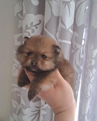Cuccioli di spitz pomerania