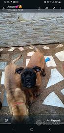 Bullmastiff